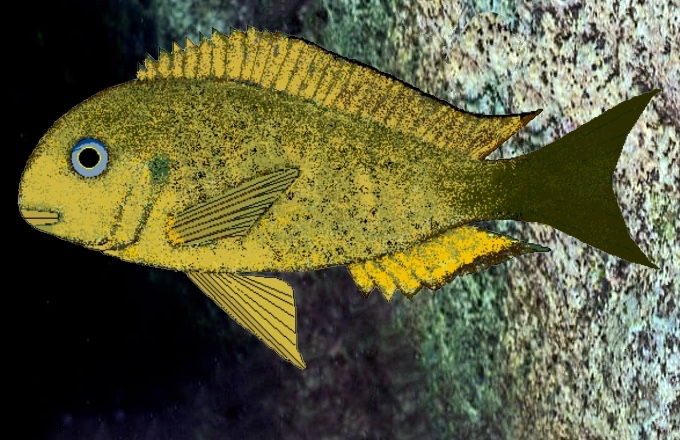 Tropheus sp. 'crescentic' Makobola